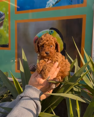 Cuccioli di barboncini
