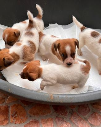 Cuccioli di jack Russell terrier