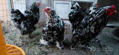 Coppia di Brahma nero picchettato bianco