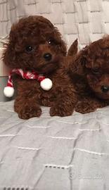 Cucciole barboncino toy mini red