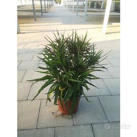 piante ruellia brittoniana