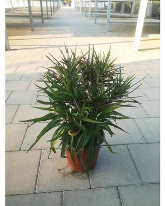 piante ruellia brittoniana