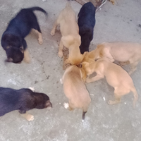 Cuccioli razza meticci
