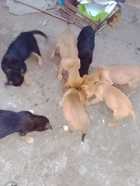 Cuccioli razza meticci