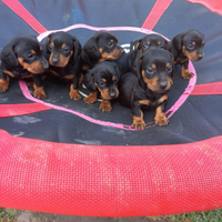 Bassotto kaninchen nero focato