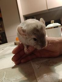 Cuccioli cincillà