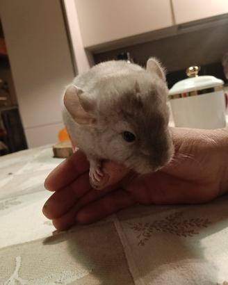 Cuccioli cincillà