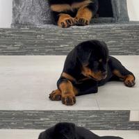 Cuccioli di rottweiler