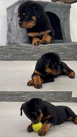 Cuccioli di rottweiler