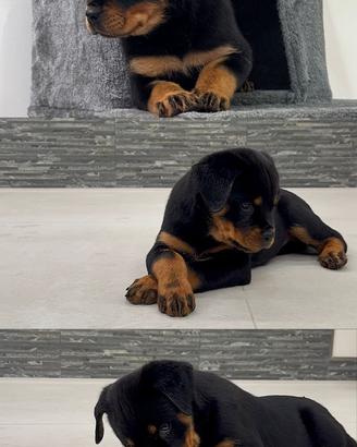 Cuccioli di rottweiler