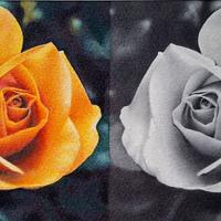 Disegno personalizzato.