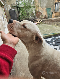 Dogo argenti maschio e femmina