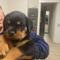 Cuccioli rottweiler con pedigree