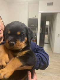 Cuccioli rottweiler con pedigree