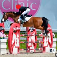 Cavallo Sportivo Sella Italiana Passaporto FEI