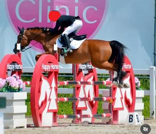 Cavallo Sportivo Sella Italiana Passaporto FEI