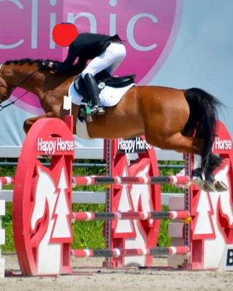 Cavallo Sportivo Sella Italiana Passaporto FEI