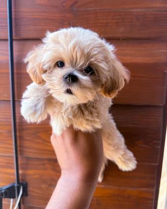 Cuccioli di Maltipoo di piccolissima taglia