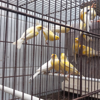 Canarini maschi anellati, anno 2025