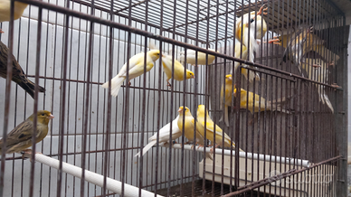 Canarini maschi anellati, anno 2025