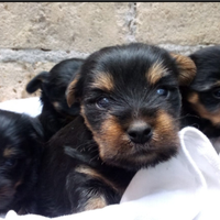 Cuccioli di Yorkshire