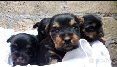 Cuccioli di Yorkshire