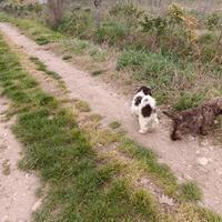 Cuccioli di Lagotto Romagnolo