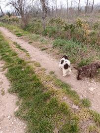 Cuccioli di Lagotto Romagnolo