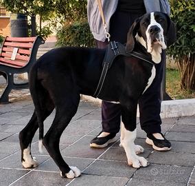 Cane alano di razza
