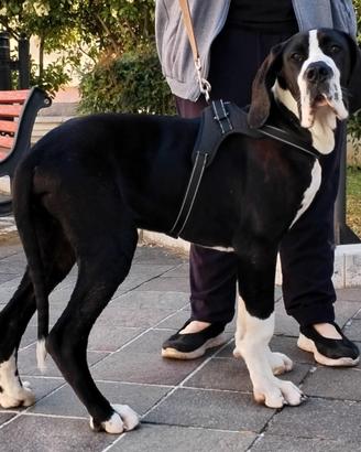 Cane alano di razza