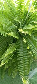 pianta 