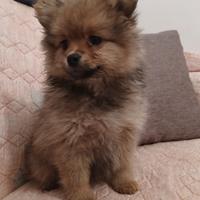 Volpini di Pomerania