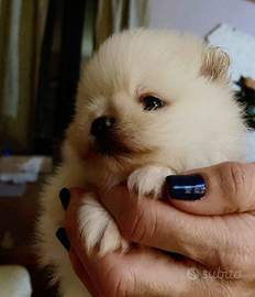 Spitz tedeschi nani Pomerania