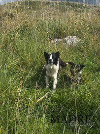 Cuccioli di border collie