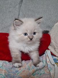 Cuccioli Gatto Siberiano gattini