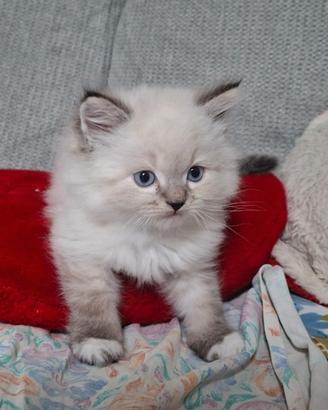 Cuccioli Gatto Siberiano gattini