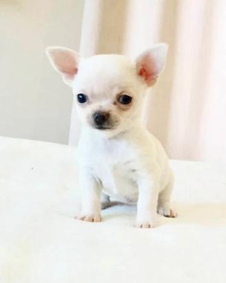 Chihuhua mini toy