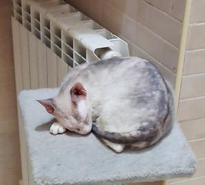 Gattina mix don sphynx/ canadian sphynx 
