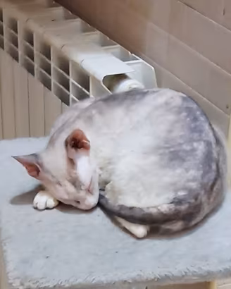 Gattina mix don sphynx/ canadian sphynx 