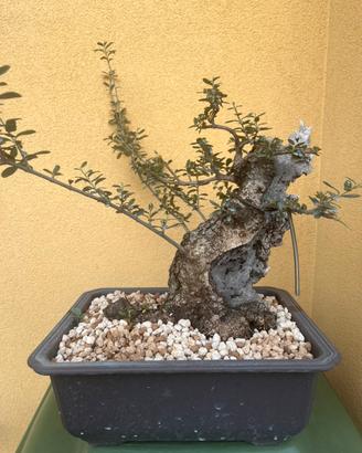Bonsai Olivastro