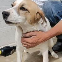 Beagle mix in adozione