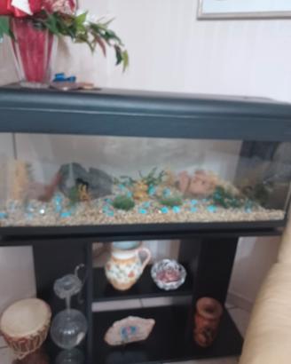 acquario