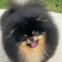 ACCOPPIAMENTO volpino pomerania spitz BLACK e TAN