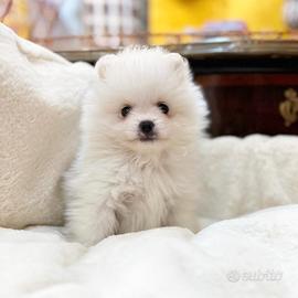 Femminucce Spitz toy