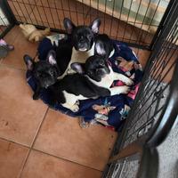 Cucciolo di bulldog francese