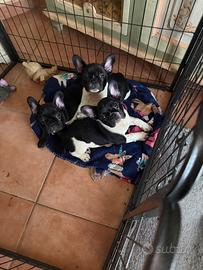 Cucciolo di bulldog francese