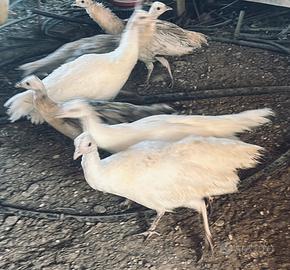 Pavoni bianchi 1 anno