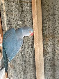 Pappagallo dal collare