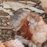 Animali gallo di moroseta