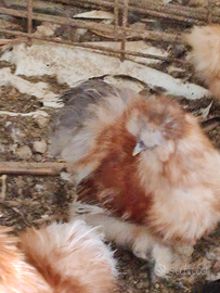 Animali gallo di moroseta